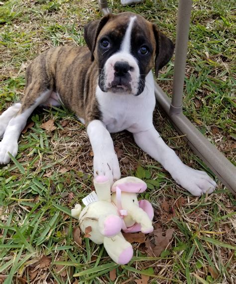 boxer puppies for sale ocala fl|boxer puppies for sale florida.